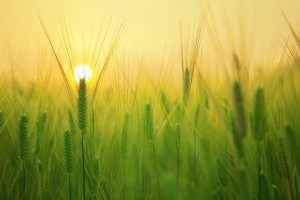 barley-field-1684052_640